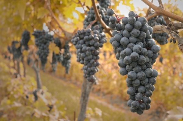 气候影响将在2022年继续影响美国葡萄酒行业